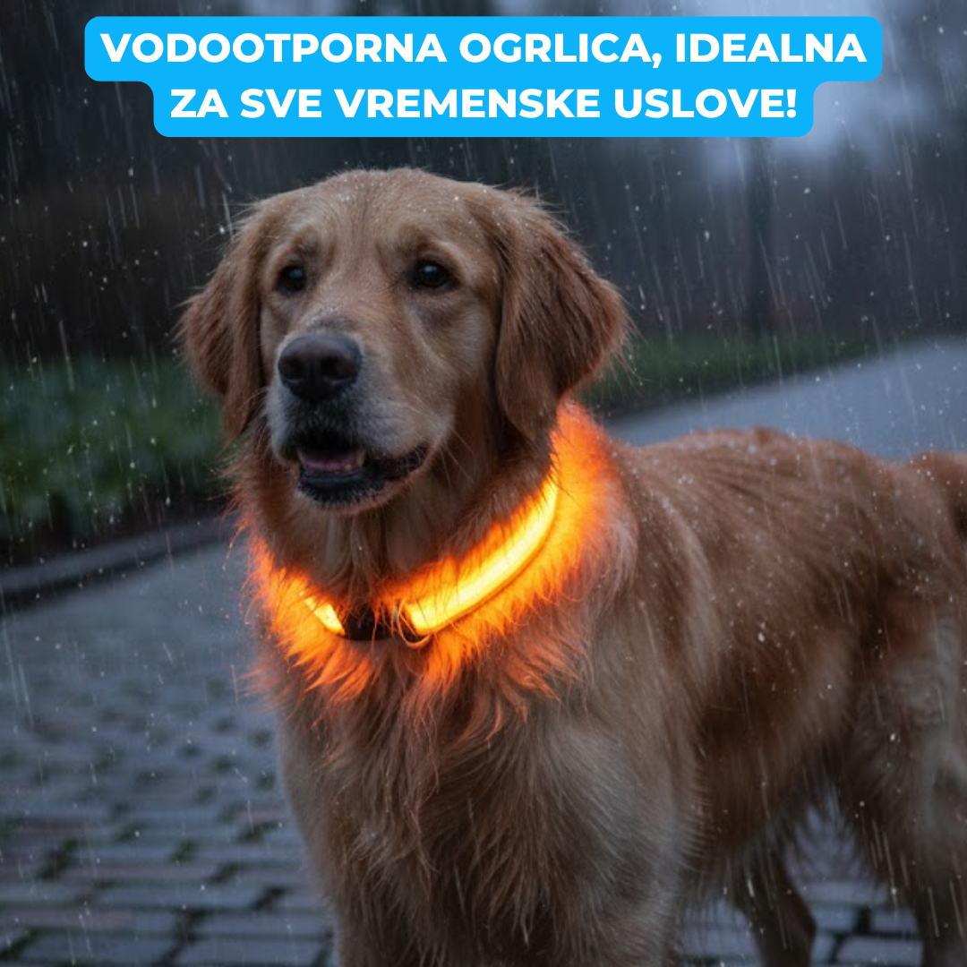 Svetleća Ogrlica za Pse